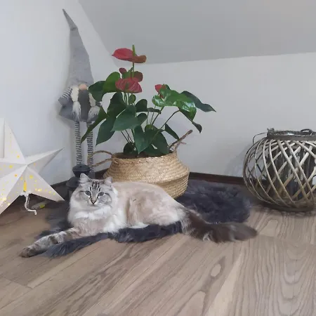 Muzyczny דירה ילנייה גורה